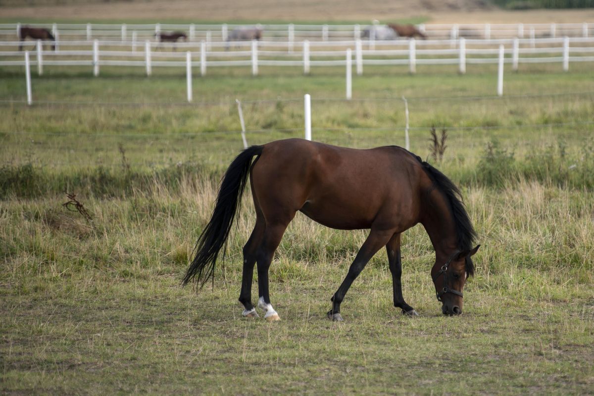W stadninie koni w pow. poddębickim zginęła 10-letnia dziewczynka 