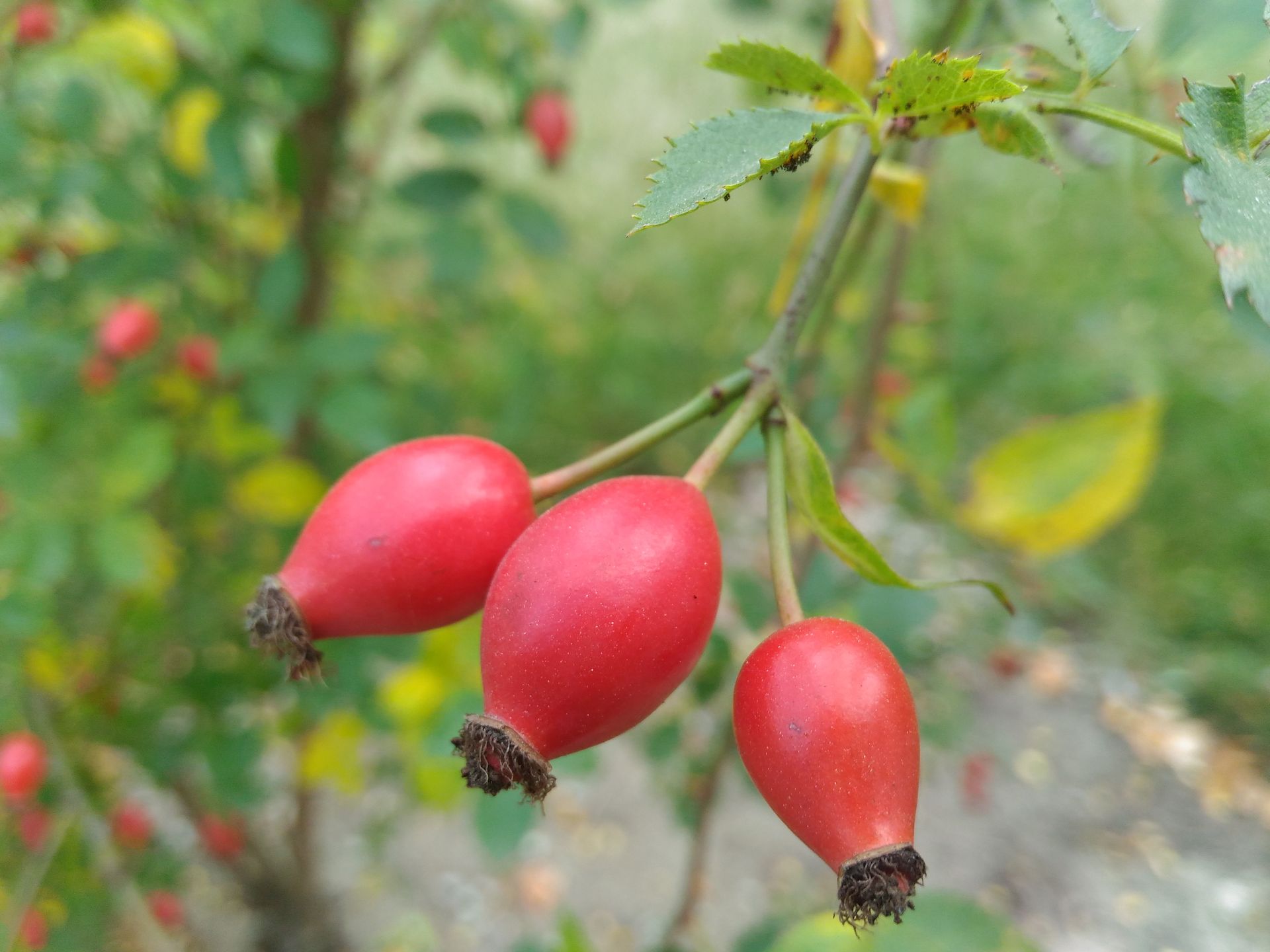 Ostrość z prędkością światła. Test smartfonu ASUS Zenfone 2 Laser 3