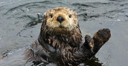 Polskie dobre programy: Michał „Emdek” Dutkiewicz opowiada o Otter Browserze