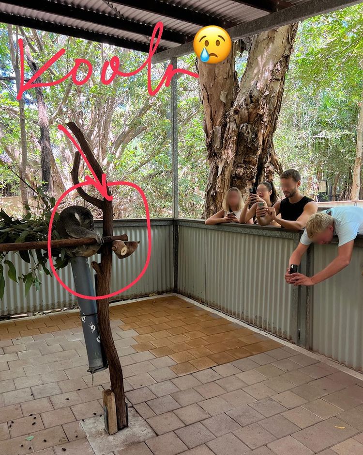 Kinga Rusin w Australii- pokazuje, jak trzymane są misie koala
