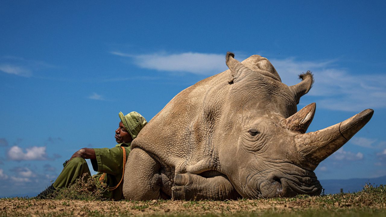 Jeden z dwóch ostatnich nosorożców białych z opiekunem