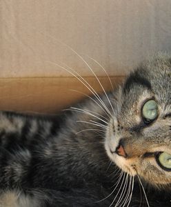 Świdnica. Pracownicy schroniska błagają o wsparcie. Brakuje pieniędzy na leczenie zwierząt