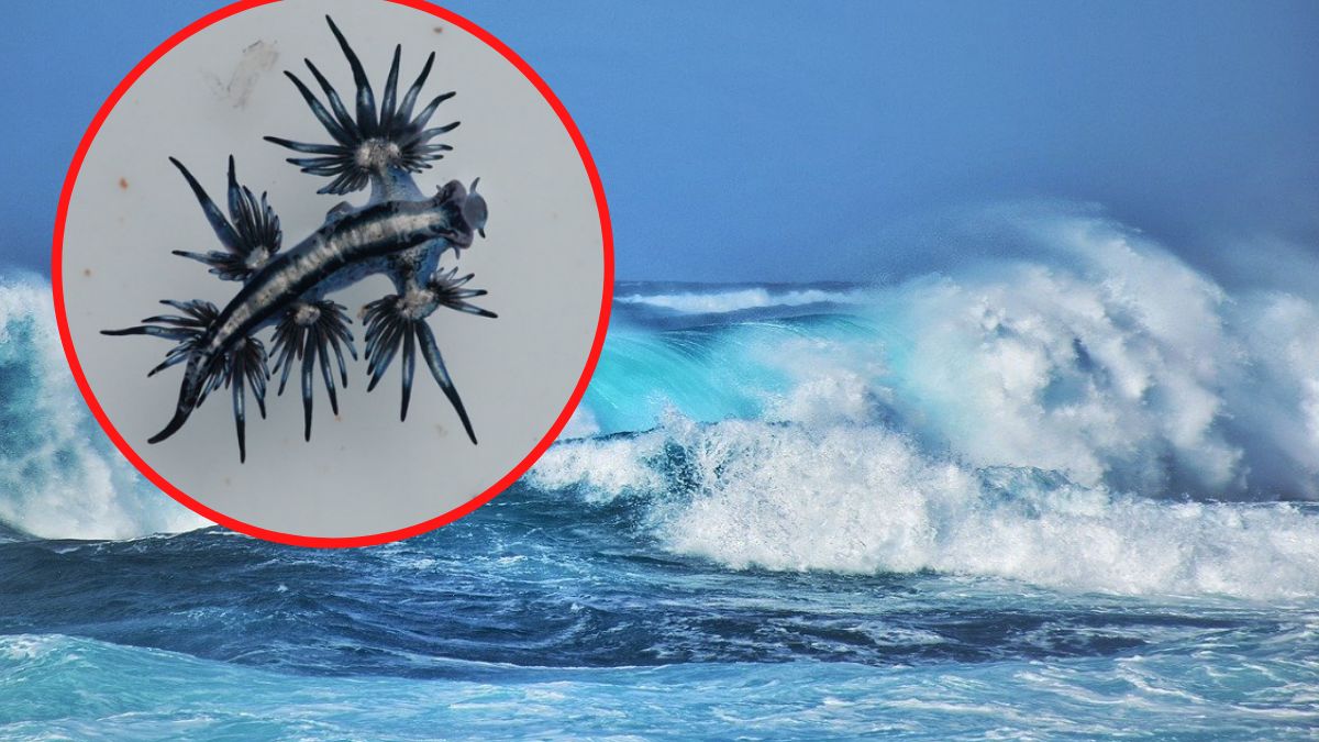 odkrycie potwor rzadki zwierze texas usa