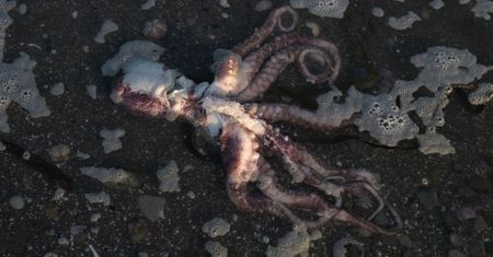 Katastrofa ekologiczna. Martwe foki i ośmiornice na rosyjskich plażach