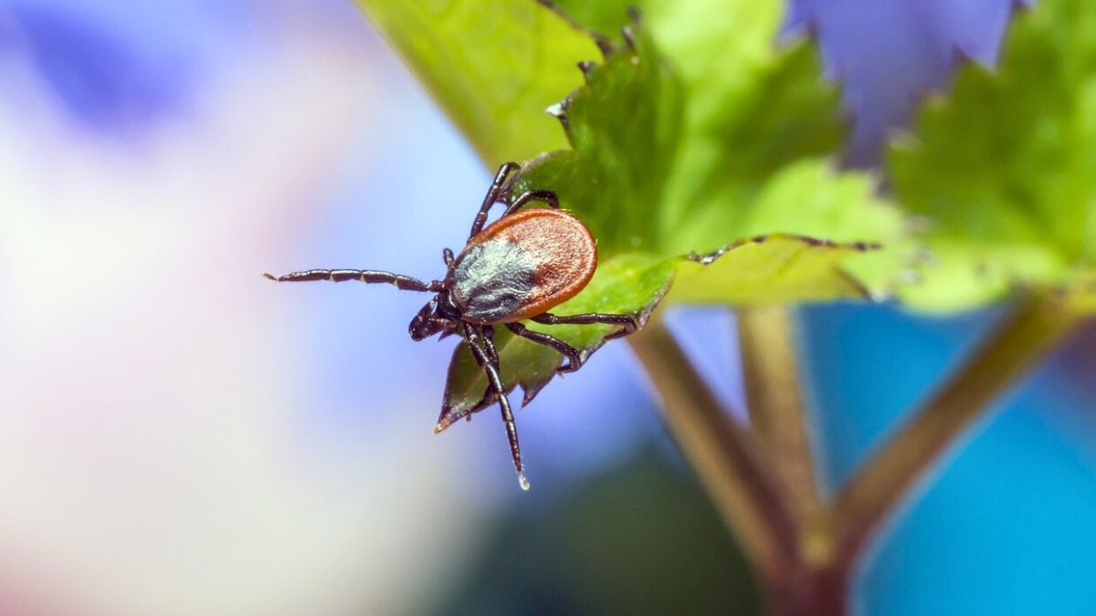 Tylko tak pozbędziesz się kleszczy w ogrodzie 