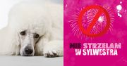 Pudelek przypomina: NIE STRZELAM W SYLWESTRA!