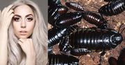 Gaga zamówiła kapelusz z... żywych karaluchów!