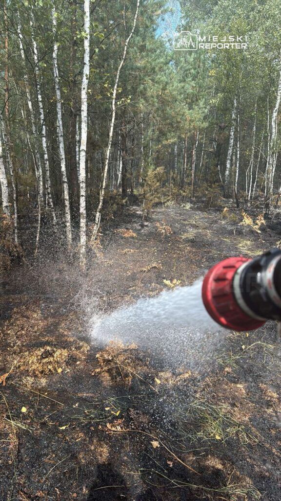 Strumień wody z węża gaśniczego kierowany na wypaloną powierzchnię leśną z brzozami w tle.