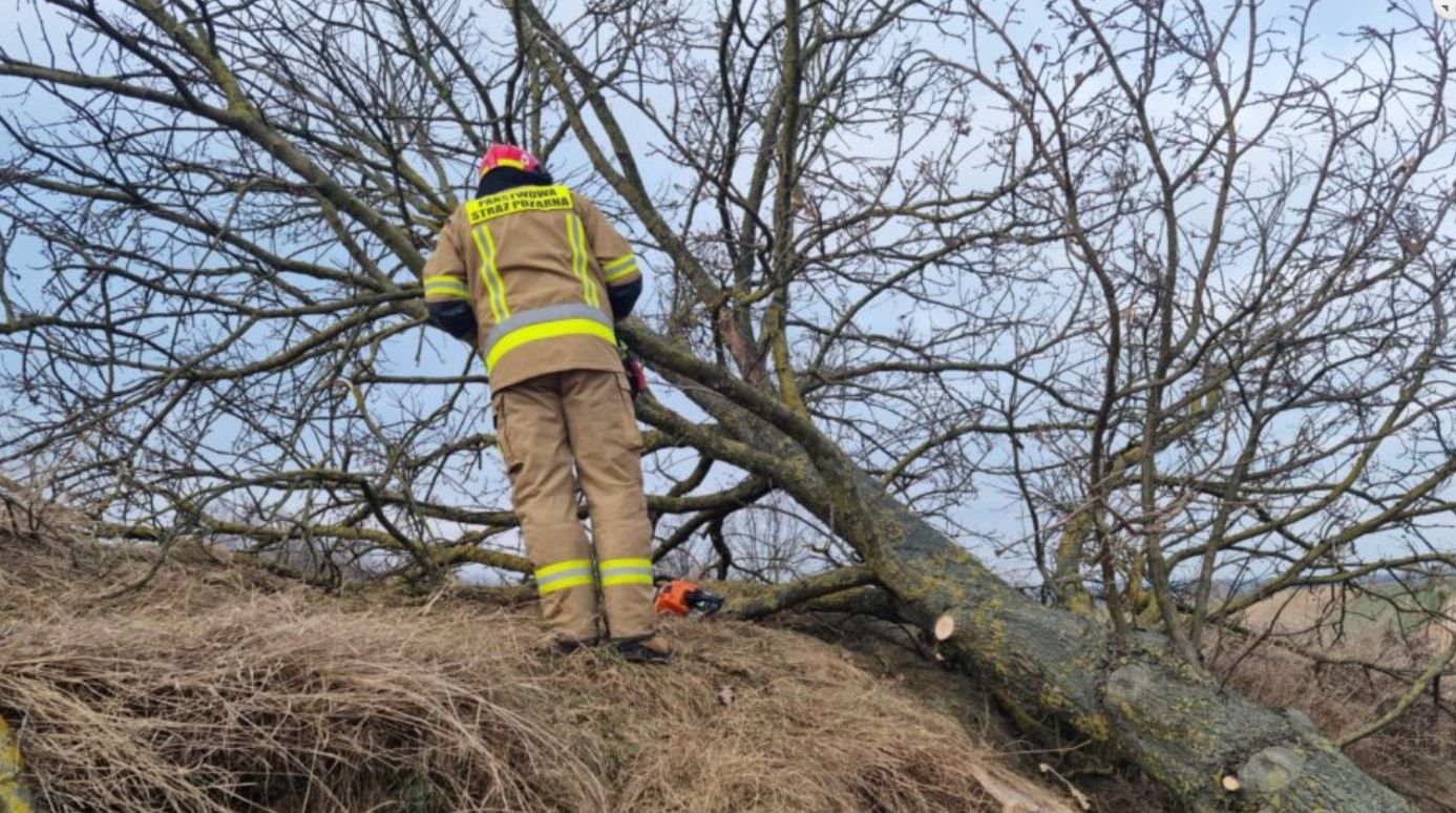 Tragedia w Maszkach. Strażacy próbowali uratować mężczyznę, na którego runęło drzewo