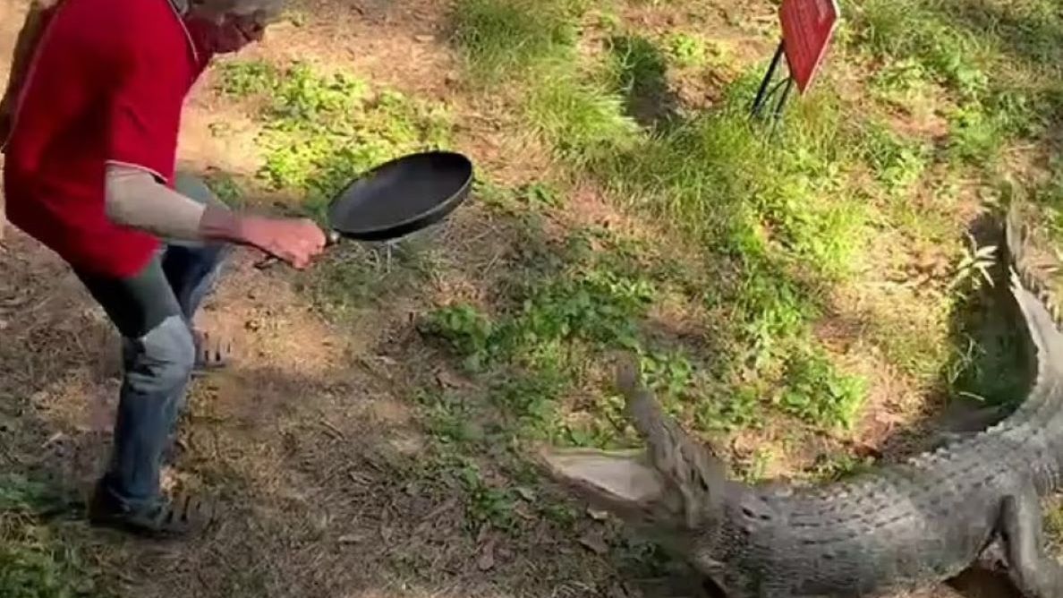 Mężczyzna przegonił krokodyla w niekonwencjonalny sposób 