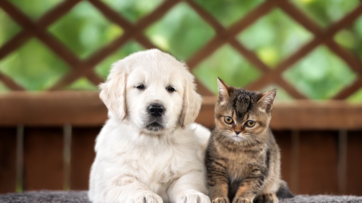 golden retriever puppy and tabby kitten posing together outdoors
Alona Rjabceva
kitten, cat, pet, puppy, animal, dog, family, kitty, care, cute, little, young, golden retriever, tabby, british shorthair, lovely, adorable, love, outdoor, friendly, relationship, nature, breed, small, canine, domestic, sweet, fun, portrait, two, purebred, mammal, outside, together, playful, tiny, summer, green, pretty, fluffy, childhood, fur, feline, friends, happy, lying, labrador, hound, front, garden, kitten, cat, pet, puppy, animal, dog, family, kitty, care, cute, little, young, golden retriever, tabby, british shorthair, lovely, adorable, love, outdoor, friendly, relationship, nature, breed, small, canine, domestic, sweet, fun, portrait, two, purebred, mammal, outside, together, playful, tiny, summer, green, pretty, fluffy, childhood, fur, feline, friends, happy, lying, labrador, hound, front, garden