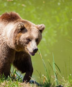 Rosja. Takiej śmierci się nie spodziewał. Myśliwy zginął po strzeleniu do niedźwiedzia