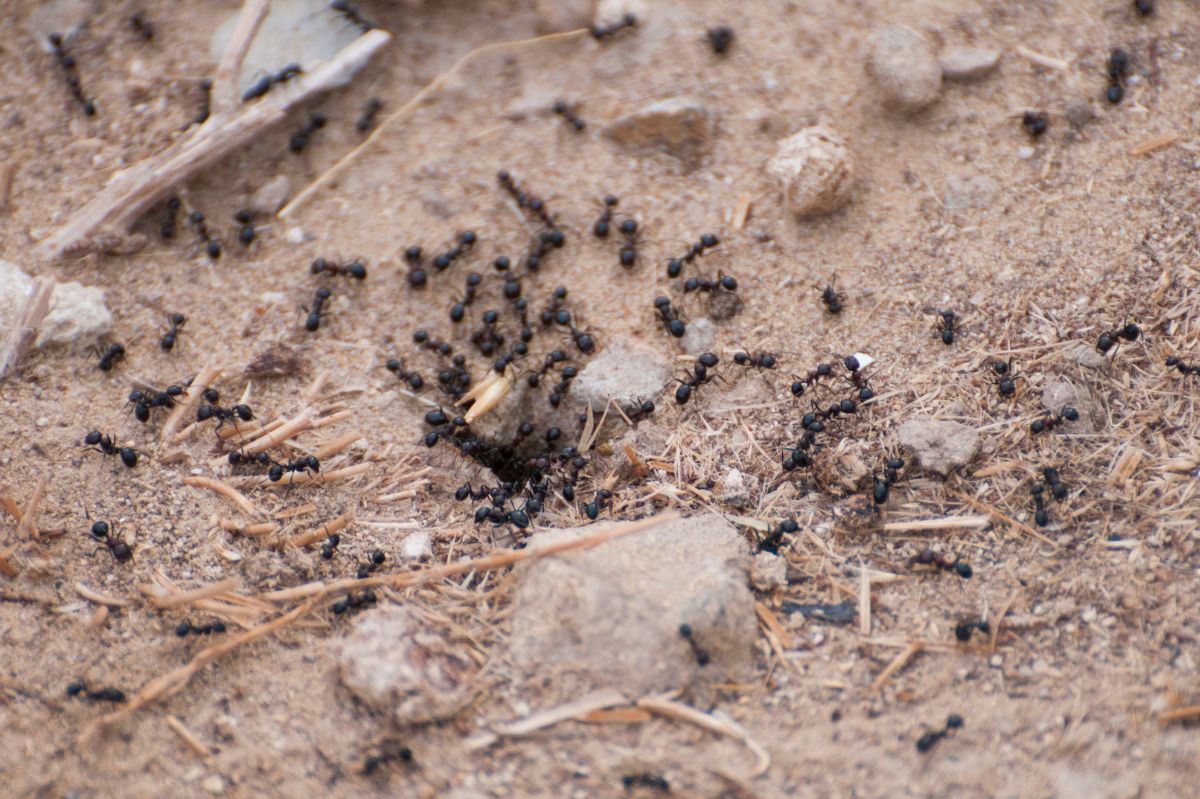 Homeowners with gardens often battle ant invasions in the summer / illustrative photo