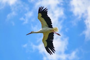 Bociany w Afryce gotują się do drogi. Wiosna bliżej, niż się wydaje