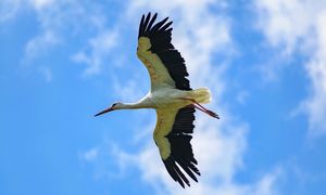 Bociany w Afryce gotują się do drogi. Wiosna bliżej, niż się wydaje