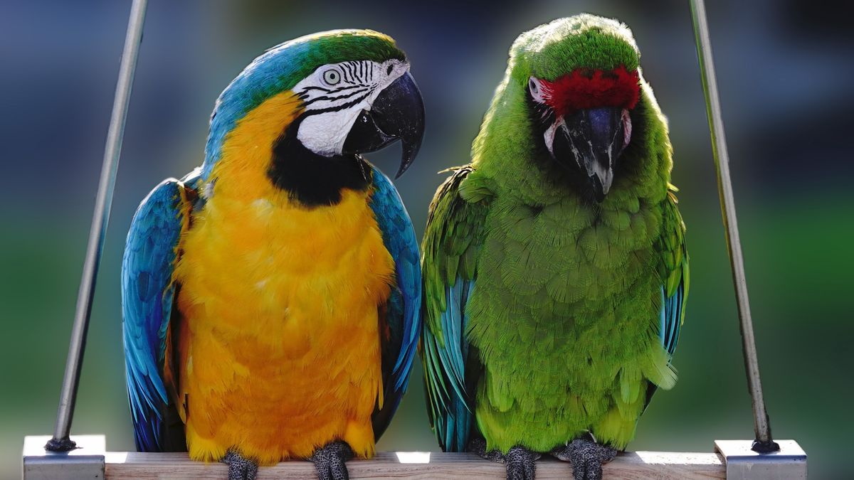 Close-up of parrots perching on branchKen Hastings / 500px