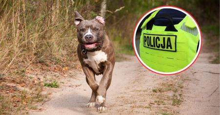 Pies bez kagańca pogryzł kobietę. Opiekunowie uciekli