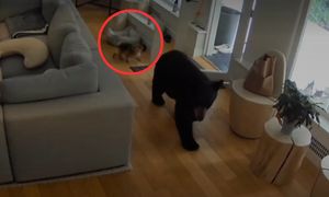 Oto co mały pies zrobił z niedźwiedziem. Nagranie z Kanady podbija sieć