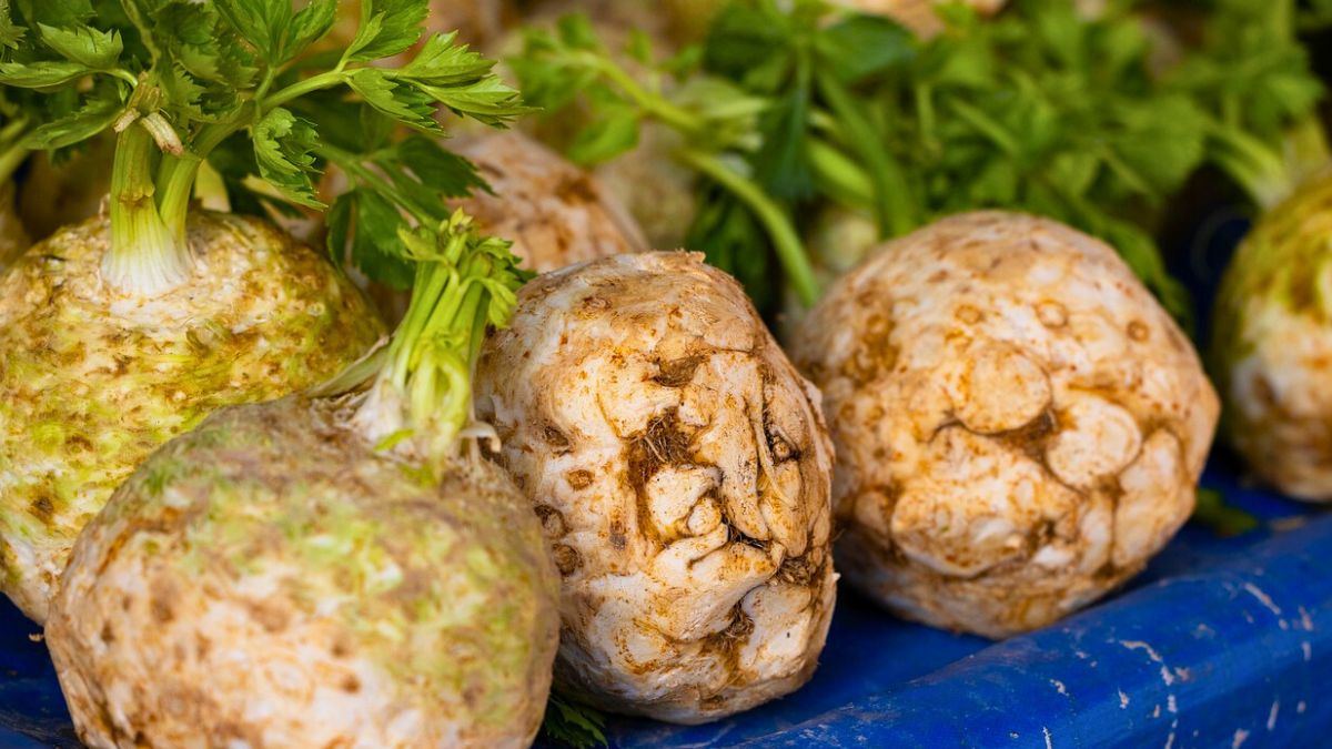 Od lat tylko tak sadzę seler do gruntu 