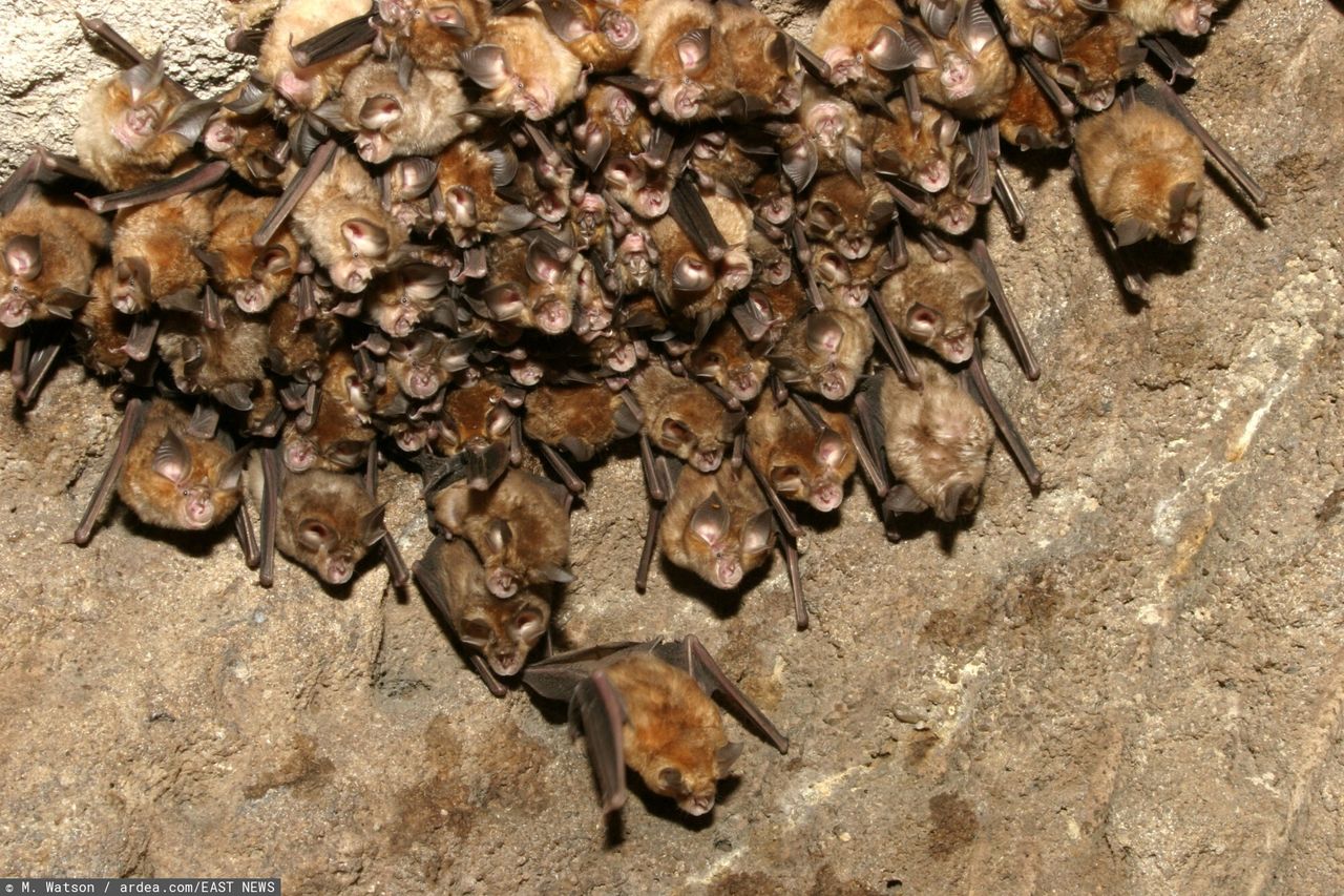 Bats/illustrative photo