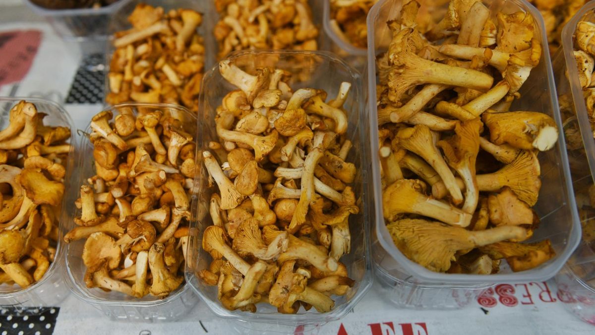 Nigdy nie liż grzybów