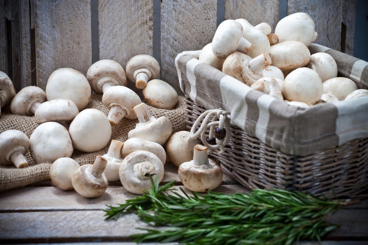 Mushrooms, unless there are health contraindications, should become a permanent part of every diet.
