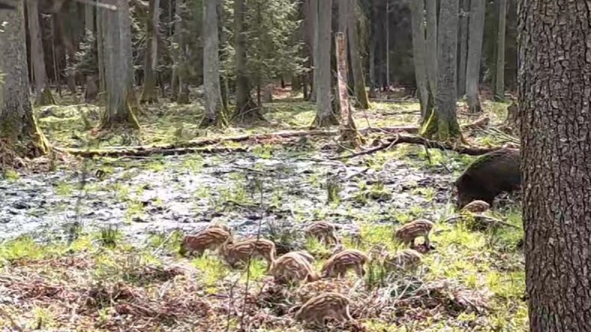 Locha przyłapana na spacerze z młodymi. 