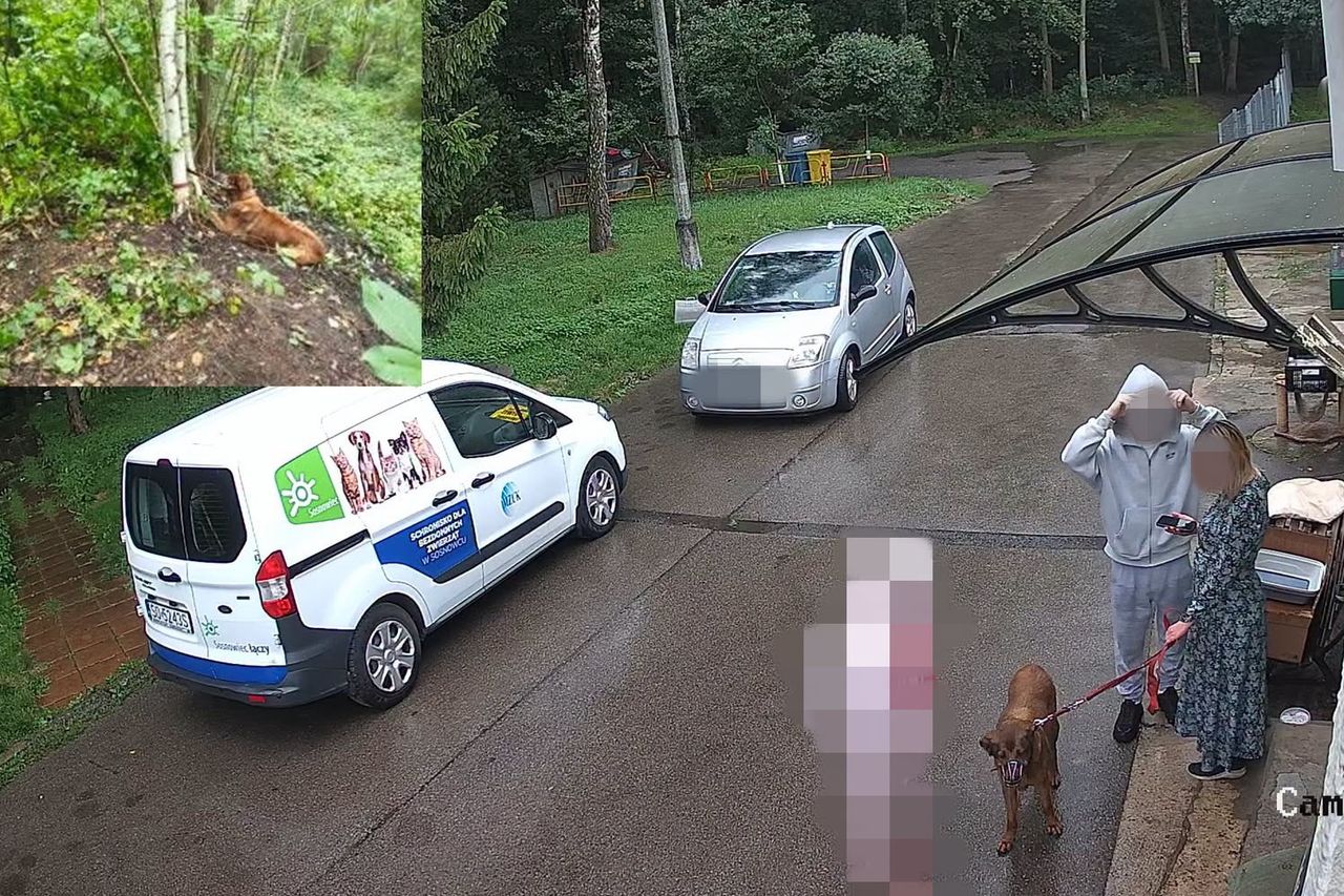 Szokująca historia ze schroniska. Chcieli oddać psa. Tak go znaleziono