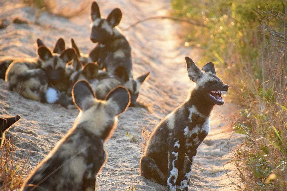 Najzabawniejsze zdjęcia finalistów The Comedy Wildlife Photography Awards 2017 4