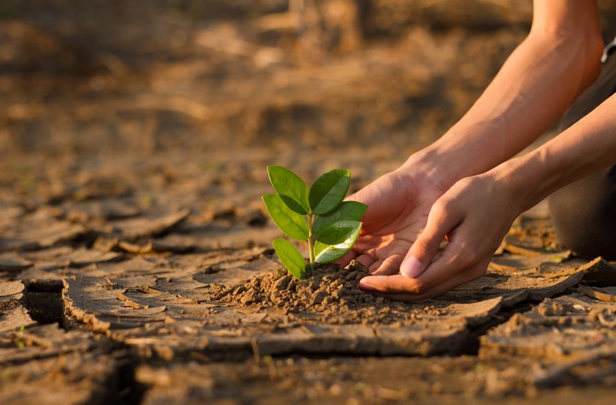 Kryzys klimatyczny wpływa na ceny kawy