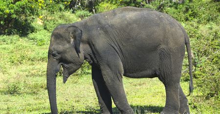 Tragedia w Indonezji. Zwierzę zabiło kobietę w ciąży