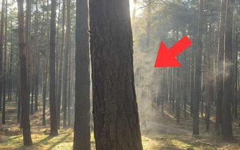 Leśnicy tłumaczą. Taki widok tylko w trzech przypadkach