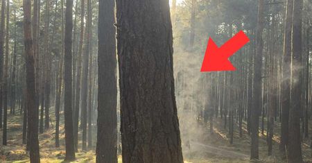 Leśnicy tłumaczą. Taki widok tylko w trzech przypadkach