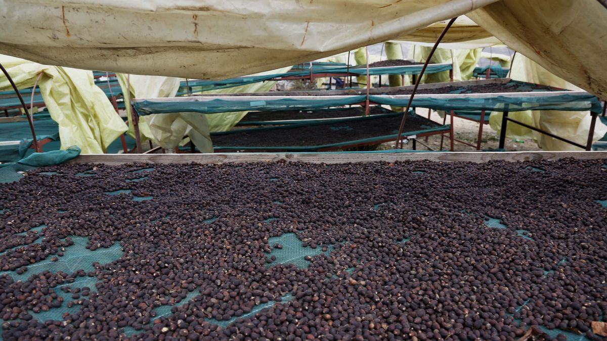 Na zdjęciu ziarna kawy na plantacji