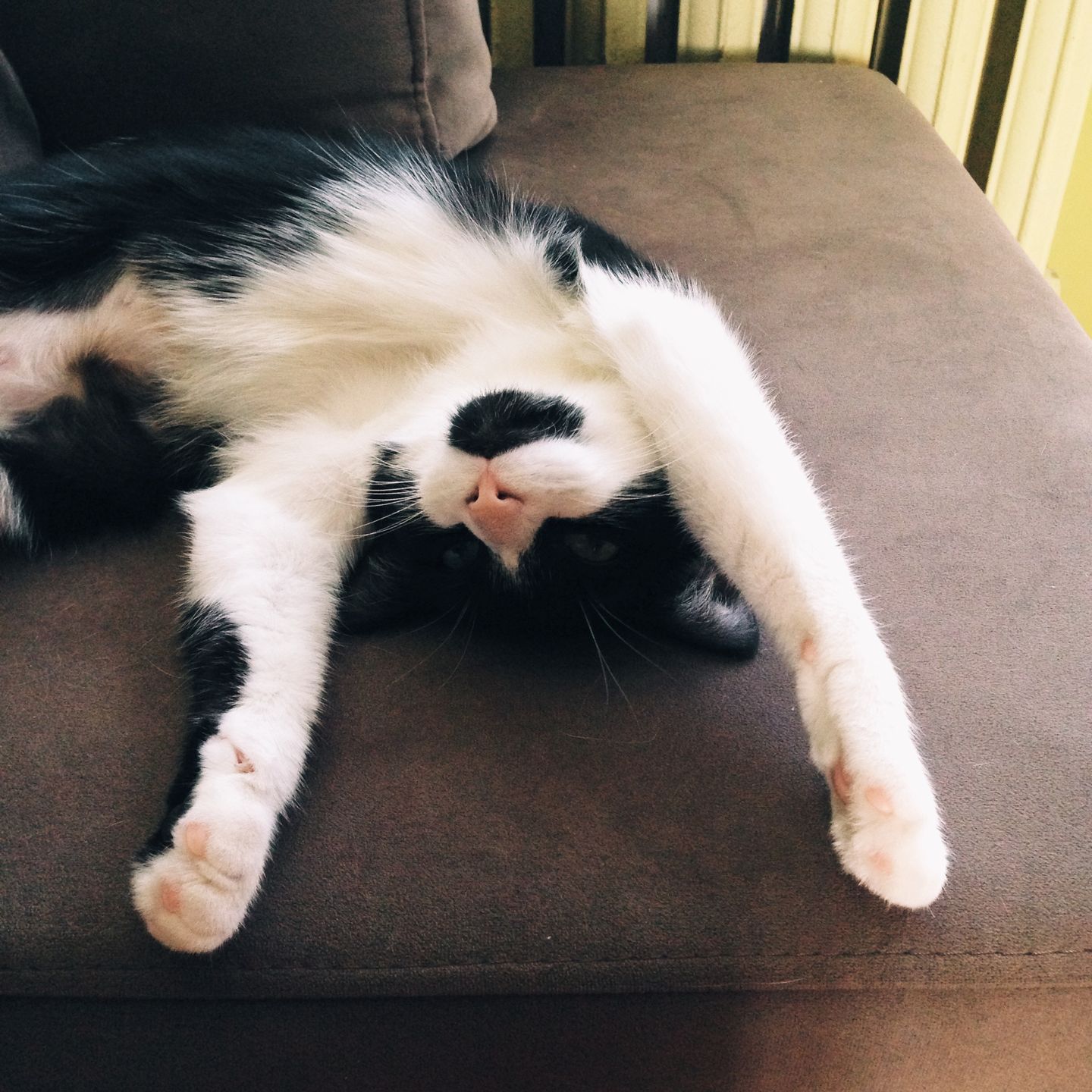 Kilka szybkich ujęć, czyli fotografowanie domowego zwierza smartfonem 8