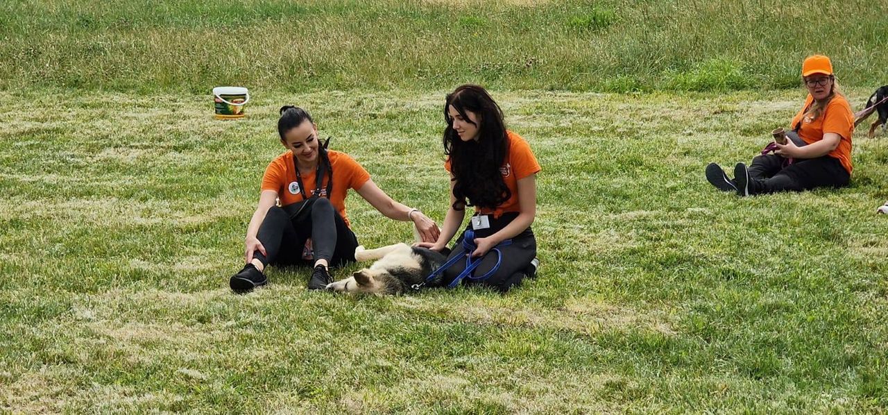 Psy z płockiego schroniska