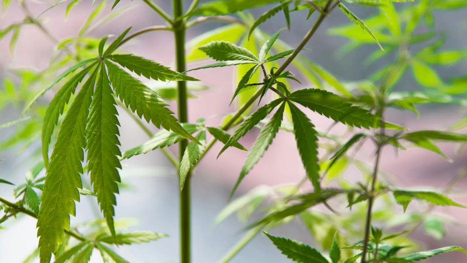 Konopie mogą uszkadzać DNA.