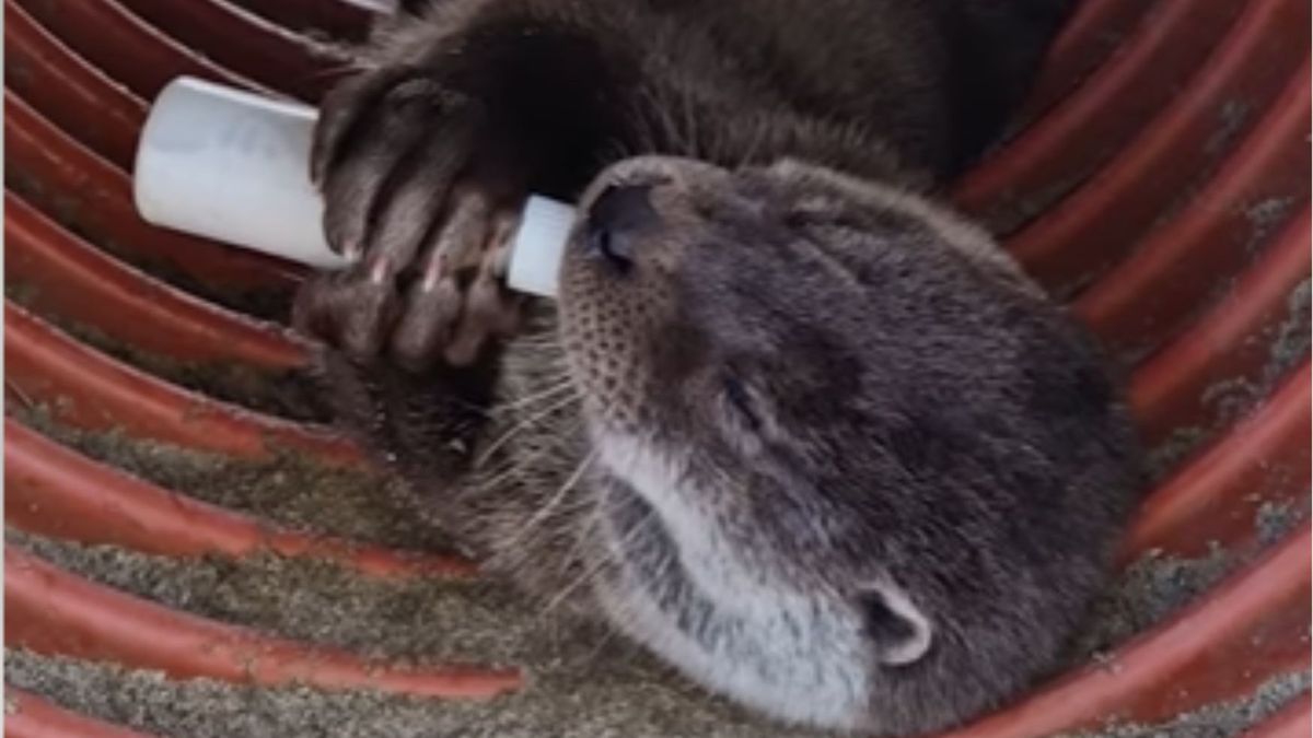 Wydra co rano chętnie opróżnia butelkę specjalnego preparatu mlekozastępczego