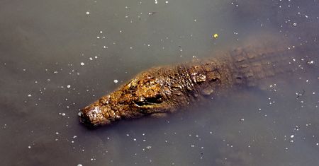Uciekał przed słoniem. Zaatakował go krokodyl