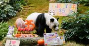 Najstarsza panda świata ma już 35 lat. Wyprawiono jej huczną imprezę