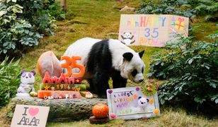 Najstarsza panda świata ma już 35 lat. Wyprawiono jej huczną imprezę