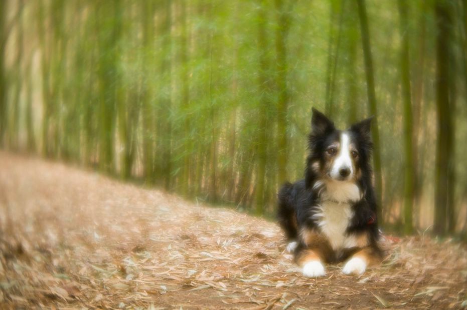 Lensbaby Velvet 56 mm f/1.6 - jasna portretówka z miękkim obrazem i funkcją makro 3