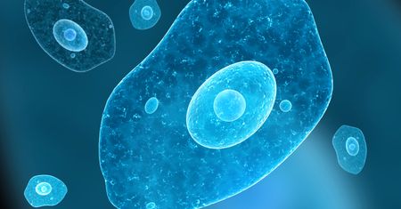 Ameba (pełzak) – charakterystyka, zakażenie, diagnostyka, leczenie