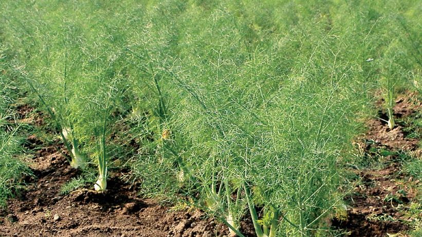 Z leksykonu zielarza, czyli niesamowite zioła tuż obok nas