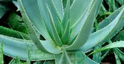 Aloes - jakie ma właściwości i korzyści dla zdrowia?