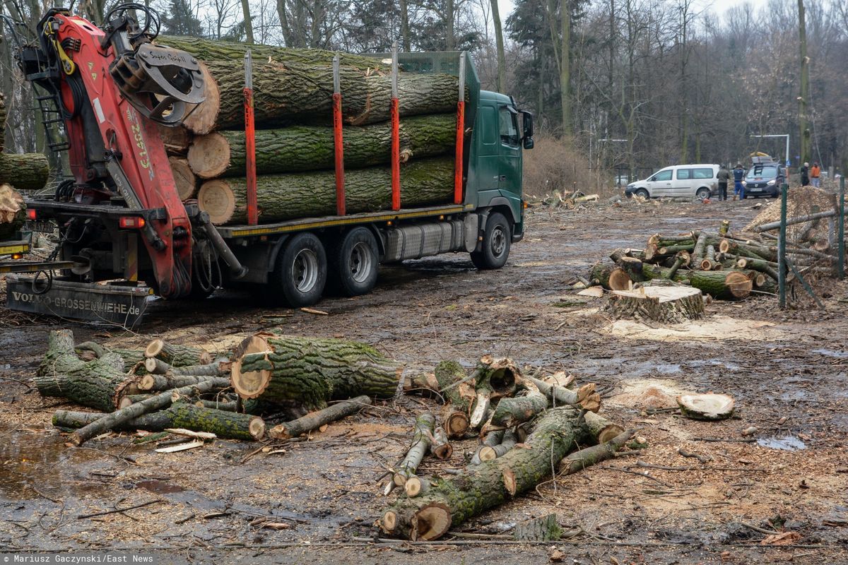 Polski rynek jest zalewany nielegalnym drewnem z różnych kierunków