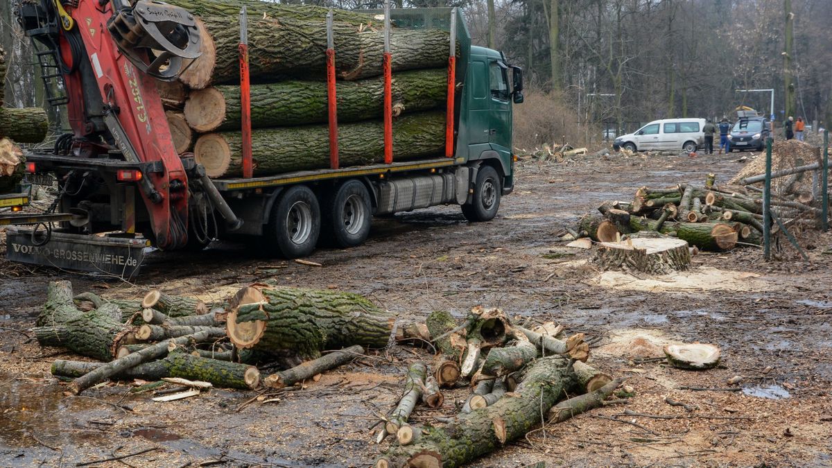 Warszawska masakra pi?? mechaniczn?
Fot. Mariusz Gaczynski / East News Warszawa, Powisle, 20.02.2017 Wyciete drzewa przy Szpitalu Czerniakowskim.
MARIUSZ GACZYNSKI