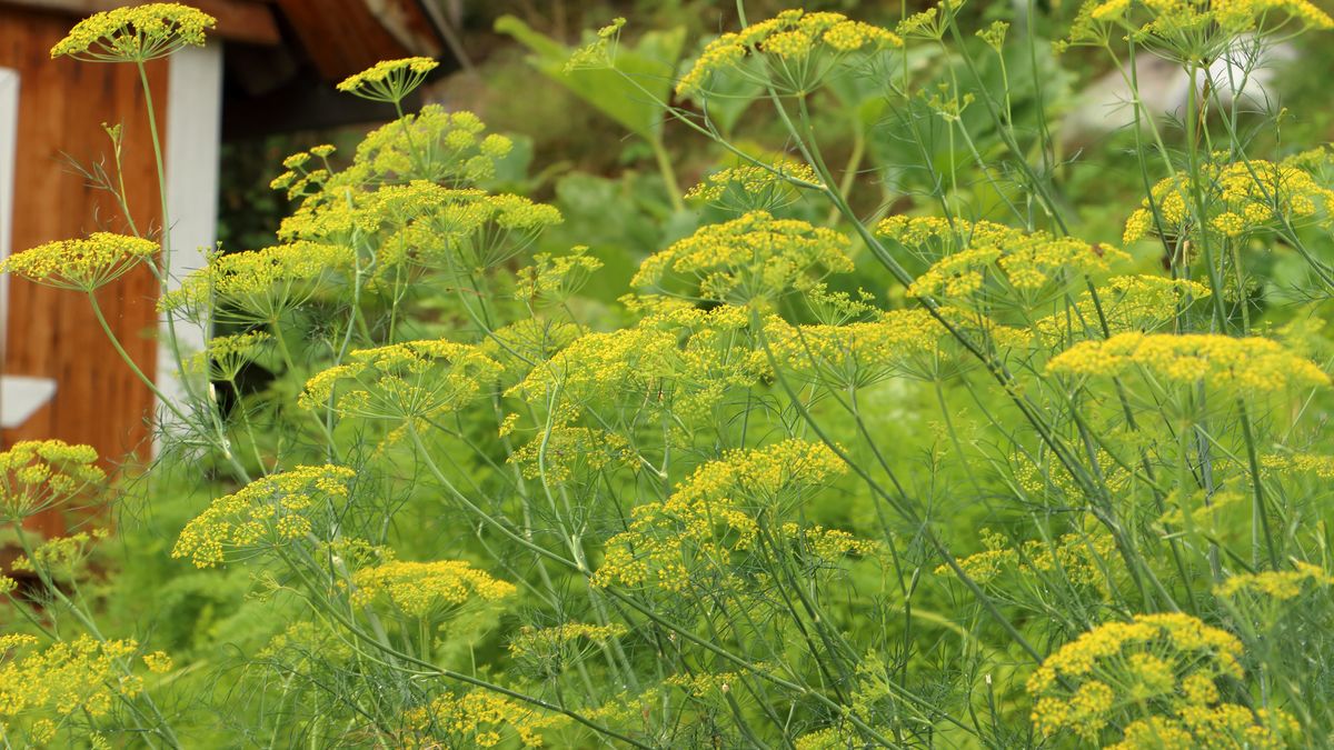 Koper w przydomowym ogródku