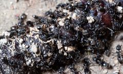 Inwazja agresywnych mrówek w Niemczech. "Są wszędzie"