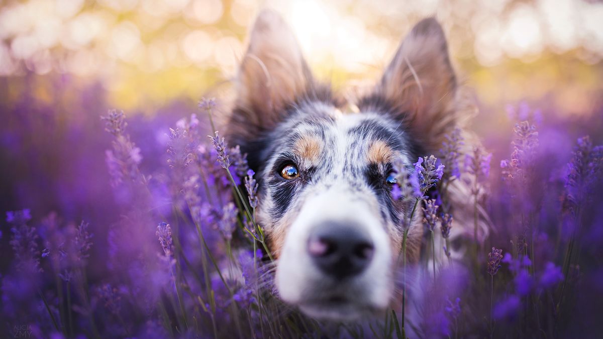 Zobaczcie psy w "Ogrodzie pełnym lawendy" autorstwa Alicji Zmysłowskiej 1